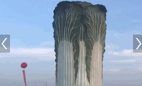 寓意是“百财聚来” 全国最大“白菜”现身邯郸 可不可以吃？