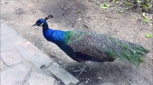 孔雀遭游客拔毛  饲养员：拔毛过程非常快来不及劝阻游客