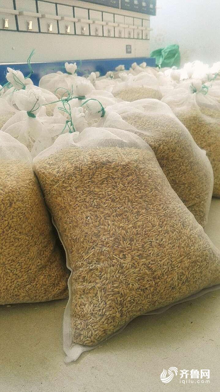 1000份海水稻材料在青岛开始播种 预计5月底插秧