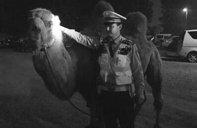 逃犯载骆驼闯红灯 南京公安成功抓获一名网上在逃人员