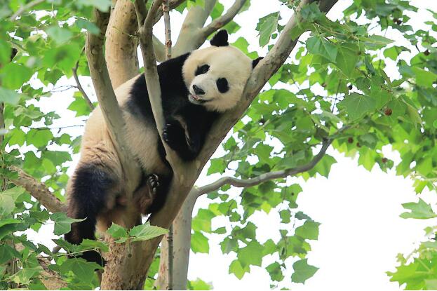 “五一”假日济南动物园里真热闹 三天待客10余万人次