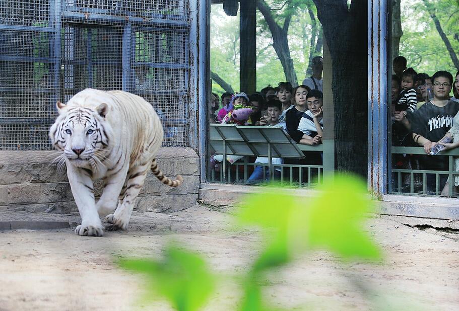 “五一”假日济南动物园里真热闹 三天待客10余万人次