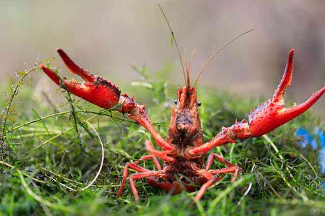 需求太旺盛了！ 小龙虾高价入市 想要吃得多花点了