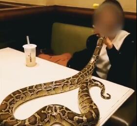 哭笑不得!抱着蟒蛇去吃饭 男店长被吓晕人中都掐破了还没醒过来