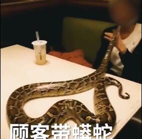 哭笑不得!抱着蟒蛇去吃饭 男店长被吓晕人中都掐破了还没醒过来
