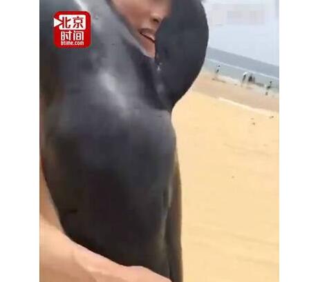 人不知法胆子越大！游客疑似活捉海豚扛着走 网友:快点自首比较好