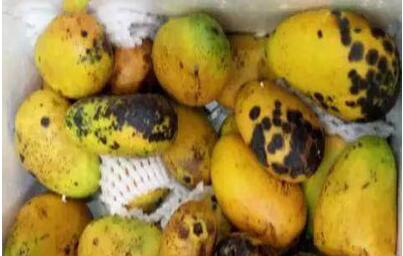 还敢喝吗?网红饮品内幕曝光 网红店后厨的秘密大白天下