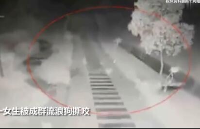 惨不忍睹!女生遭流浪狗撕咬险毁容 狗哪来的?事故责任认定?