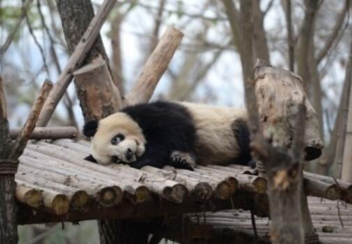 变异了?大熊猫黑眼圈变白 彩照版