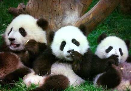 变异了?大熊猫黑眼圈变白 彩照版