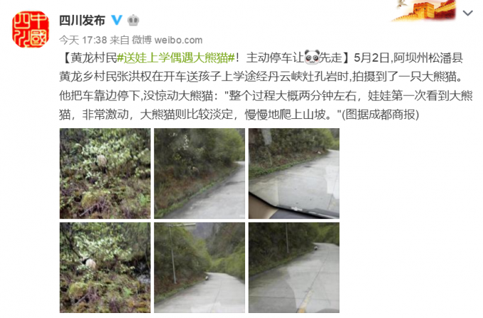 天降萌宠！送娃上学遇大熊猫 “圆滚滚”屁股一扭一扭的可爱极了