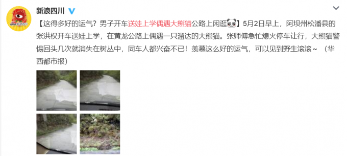 天降萌宠！送娃上学遇大熊猫 “圆滚滚”屁股一扭一扭的可爱极了