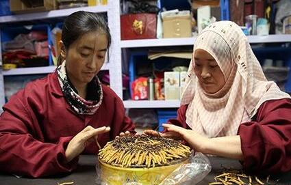 冬虫夏草进入采挖季 “鲜草”市场价格平稳