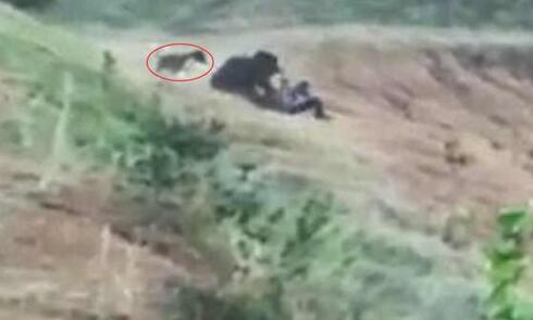 印度的哥和路边的熊自拍不幸被撕咬身亡 流浪狗挺身而出