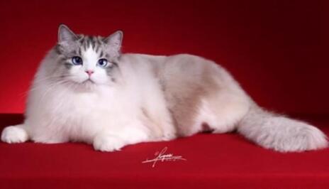 3万元布偶猫坠楼身亡 女主人找维修工索赔：还我猫命！