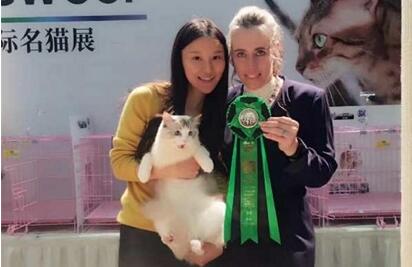 3万元布偶猫坠楼身亡 女主人找维修工索赔：还我猫命！