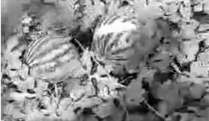 眼看仲夏将至 数万西瓜一夜被砍 瓜农损失数千元