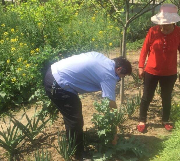 大妈在村中发现20株罂粟后报警 警方在前后村找到更多