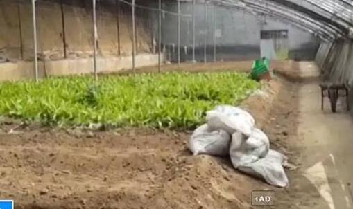 央视曝光有机蔬菜 普通菜“穿马甲”冒充有机菜卖高价