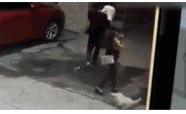 飞来横祸!天降大狗砸中路人 被砸女子伤势严重面临高位截瘫