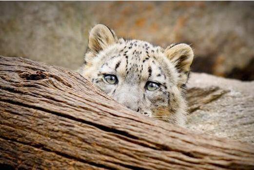 不寒而栗!男童遭豹子吞食 被拖草丛后仅在棵树发现了头骨令人唏嘘