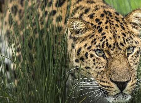 惋惜!乌干达一公园发生惨剧 3岁男童惨遭豹子吞食