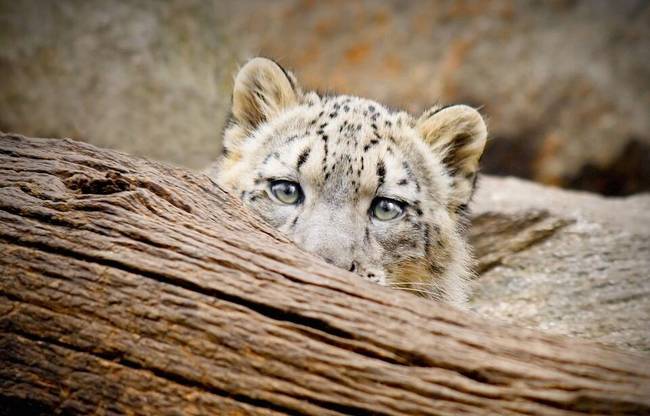 凄惨!男童遭豹子吞食 公园管理人员最后在一棵树下发现了头骨