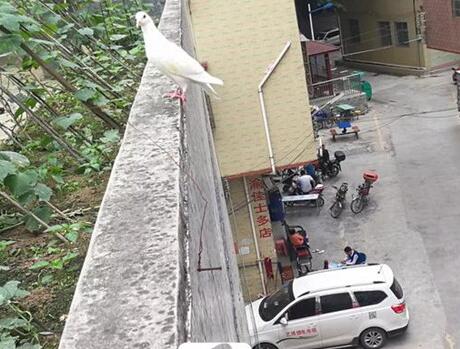 天降灾星!天降大狗砸断颈椎住进ICU 妙龄女脖