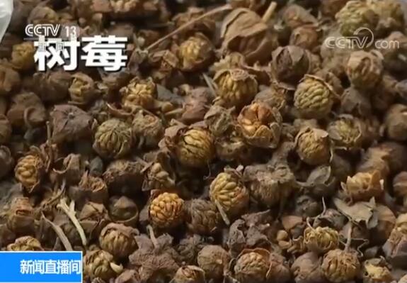 触目惊心！覆盆子里掺山莓……低价中药材原来是这么来的！