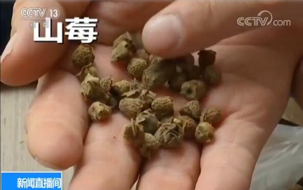 触目惊心！覆盆子里掺山莓……低价中药材原来是这么来的！