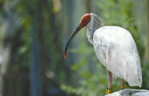 中国时隔11年再赠日本朱鹮 我外交部发言人：象征两国人民友谊，开展合作繁育研究