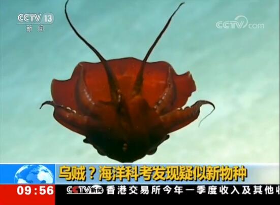 乌贼？海洋科考疑新物种 长相奇特似外星来物