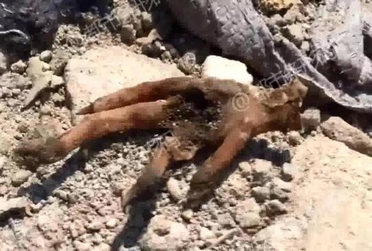 复活走私肉?垃圾场挖冻肉销售 鸡爪、鸡翅长满蛆虫散发着腐臭味