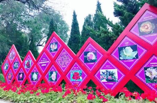 北京月季文化节五月如期举办 花卉大观园月季花海五彩斑斓