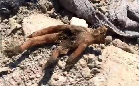 不忍直视！垃圾场挖冻肉销售 这些腐臭肉从哪儿来将到哪去？