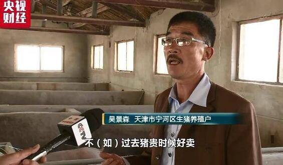“飞天猪”惨变无人要！一头猪亏300元 养殖户无奈淘汰母猪