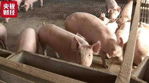 一头猪亏300元 二师兄的“经济人”也不好约了 养猪人很伤心