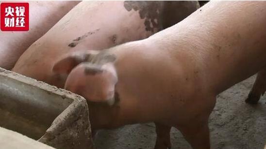 一头猪亏300元 二师兄的“经济人”也不好约了 养猪人很伤心