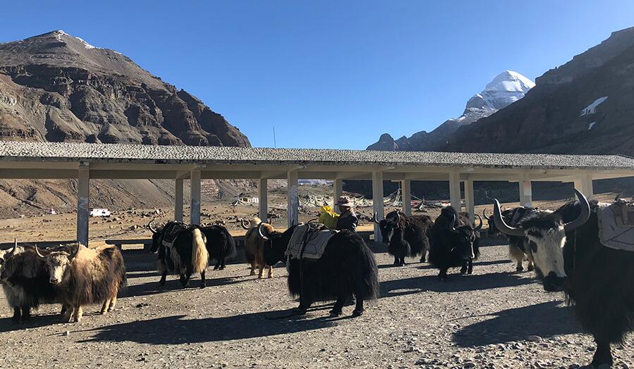 【新时代·幸福美丽新边疆】西藏阿里：驮出来的幸福生活