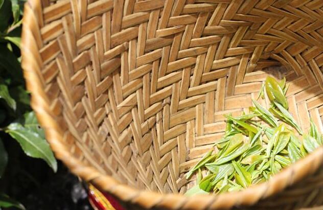 错那县勒门巴民族乡：独一无二“勒仓莲” 乡民致富好帮手