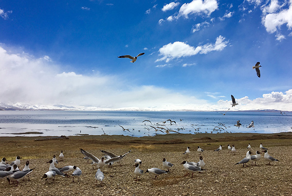 玛旁雍措湿地升格“国字号”后：生态补偿加码，设专职管护员