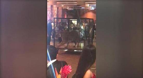 会玩？毕业舞会老虎助兴 为何“森林之王”会在毕业舞会上展示