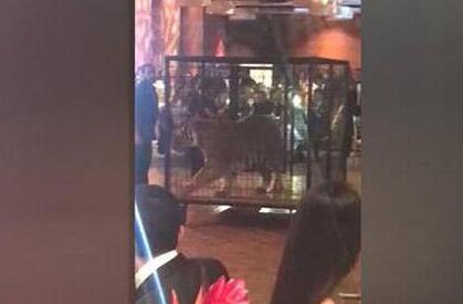 虐待动物?毕业舞会老虎助兴 一名男子穿