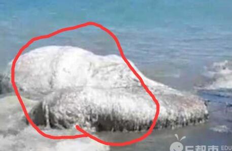 外星生物入侵?海滩惊现长毛海怪画面惊恐 有股说不出的难闻味道