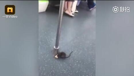 无锡地铁车厢现老鼠提醒乘客不要随意喂食 老鼠传播多种疾病