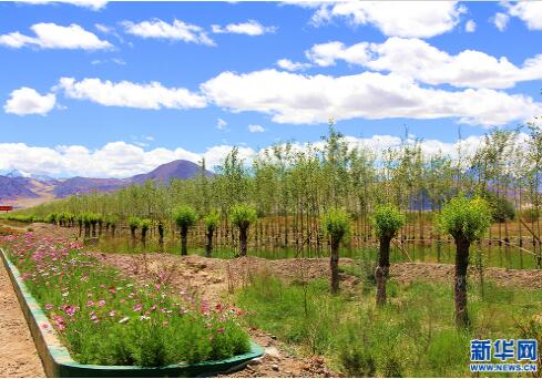 【新时代·幸福美丽新边疆】西藏阿里八大“怪”