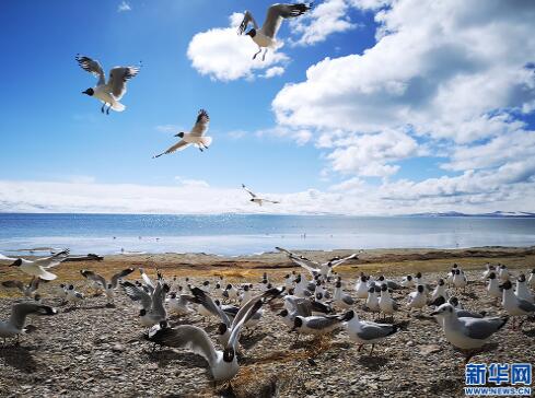 【新时代·幸福美丽新边疆】西藏阿里八大“怪”