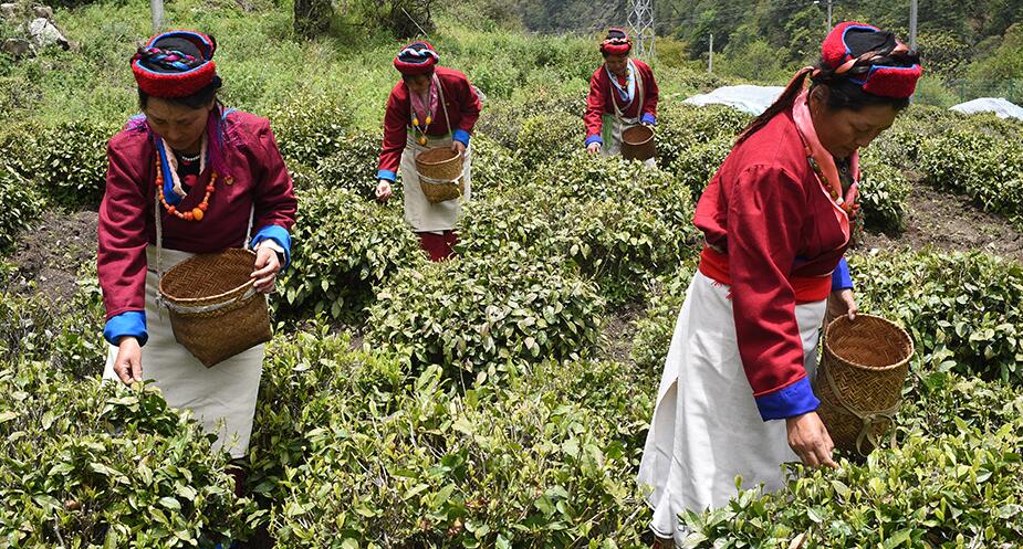 【新时代·幸福美丽新边疆】勒布沟里茶飘香 经济马车更驰骋