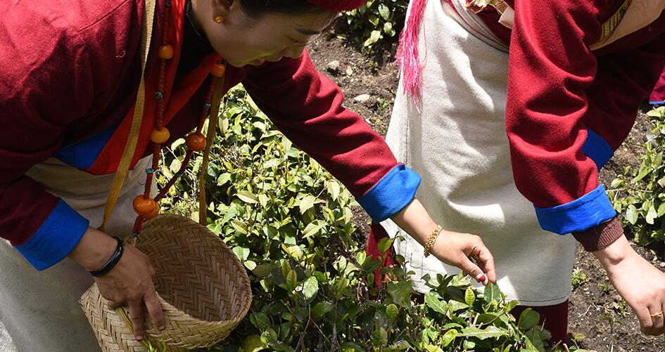 【新时代·幸福美丽新边疆】勒布沟里茶飘香 经济马车更驰骋