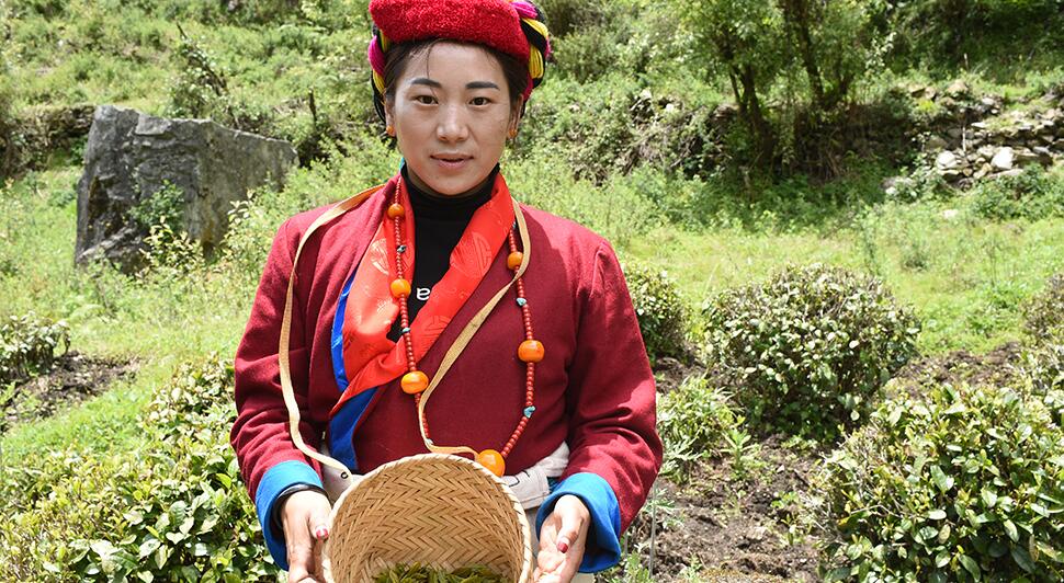 【新时代·幸福美丽新边疆】勒布沟里茶飘香 经济马车更驰骋